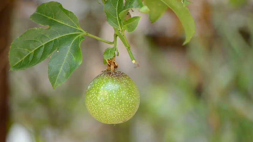 de-focused wild passion fruit plant at rural garden