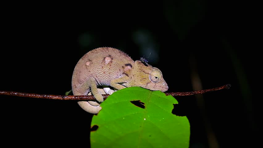 A mosquito feeds on a sleeping Oustalet's or Malagasy giant chameleon (Furcifer oustaleti) in Madagascar Rain Forest. Often considered the largest species in the world.  Leaf, branch, foliage, tree.