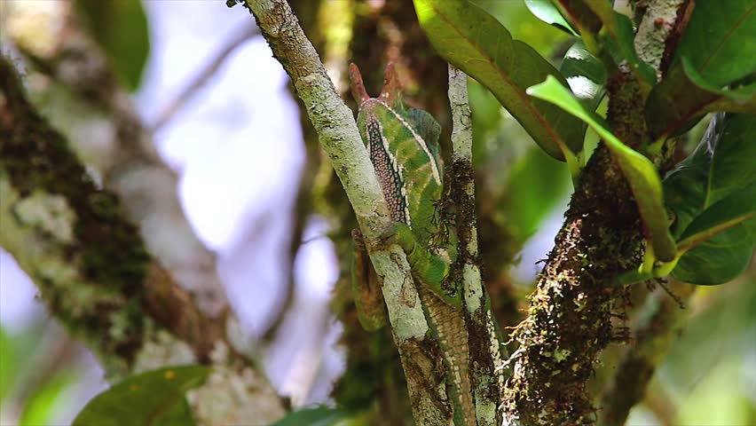 ENDANGERED Rainforest or Two-banded Chameleon (Furcifer balteatus) stalking insects in a tree in the wilds of Madagascar (Ranomafana National Park).  Leaves, branch, forest, foliage, tree, rain.