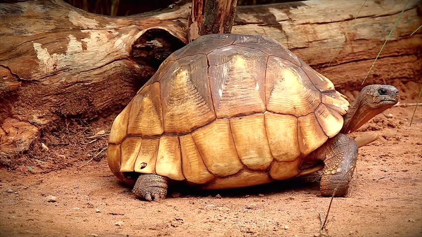 Male Angonoka or Ploughshare tortoise in Madagascar. This is the most critically endangered tortoise in the world (~500 left in the wild). Extinction predicted in 10 years. Zoology Biology Herpetology