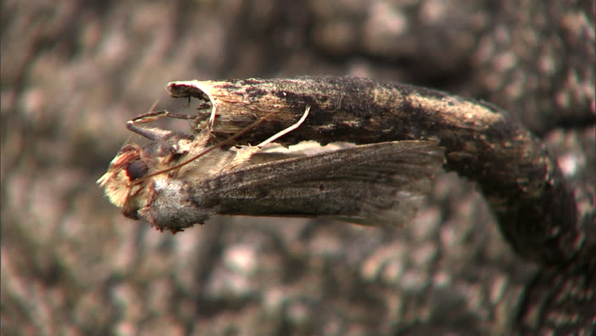 Brown moth hanging on twig