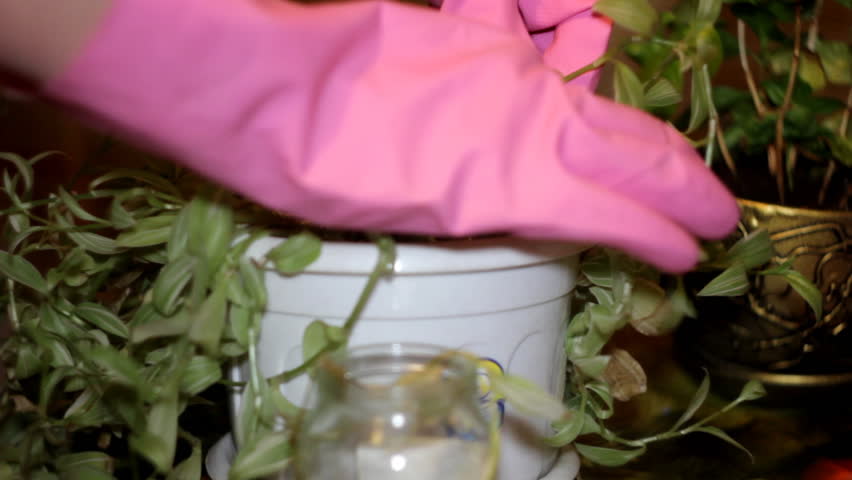 gardening at home 02