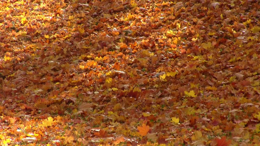 Autumn season
