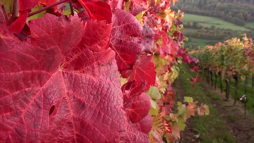 Vineyard in autumn