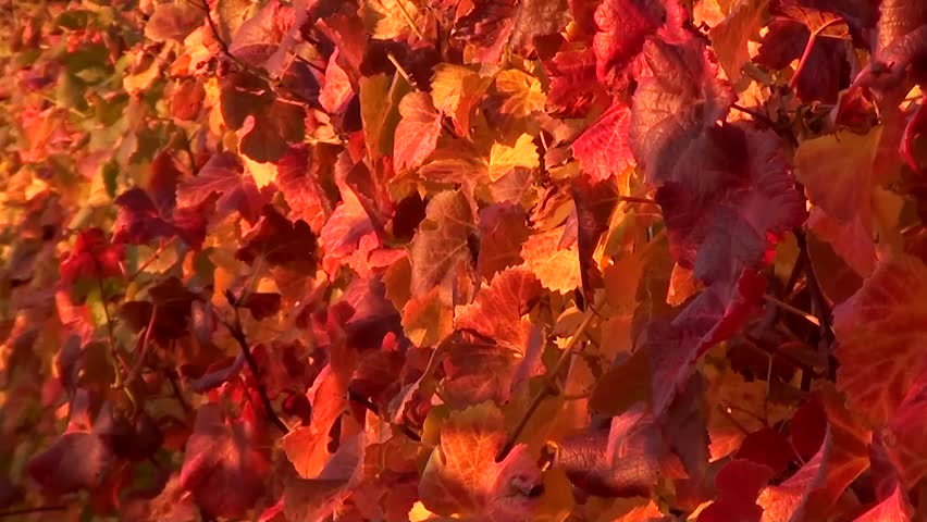 Colorful vine leaves