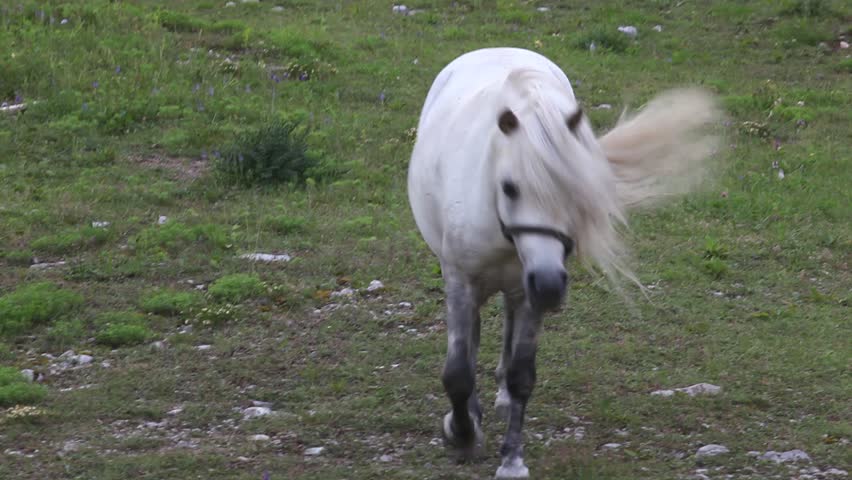 Pony run toward camera - Nanos mountain, Slovenia