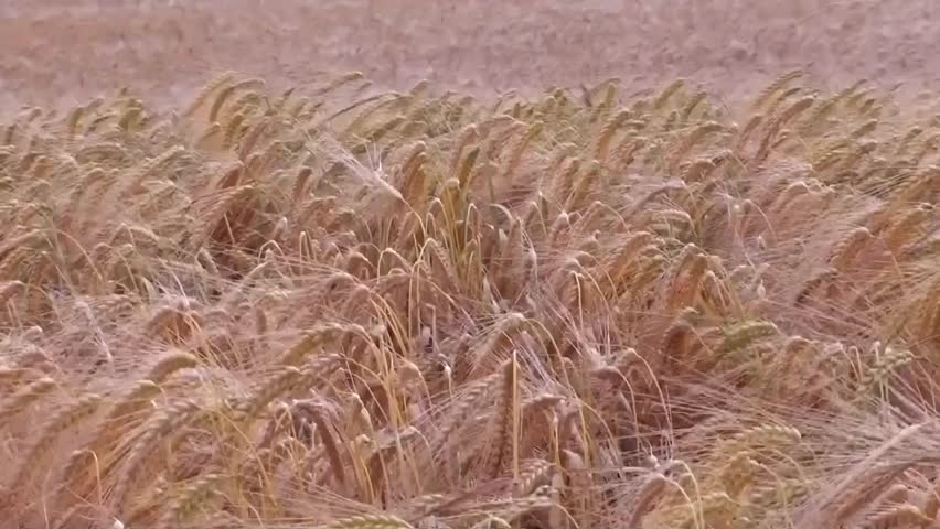 Cornfield