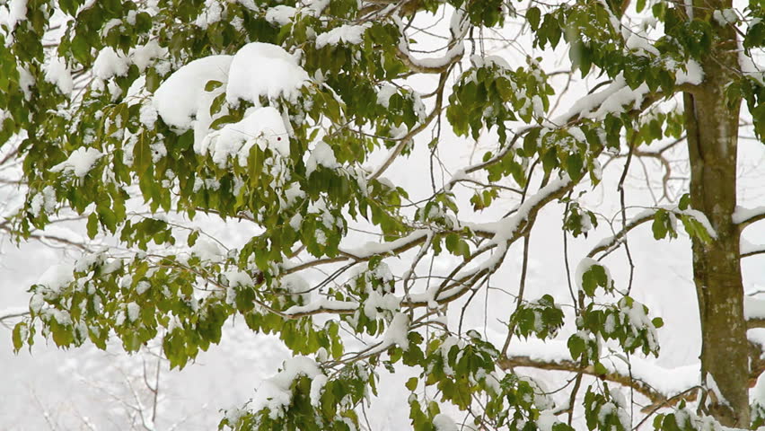 First snow at autumn. Seamless looping. 