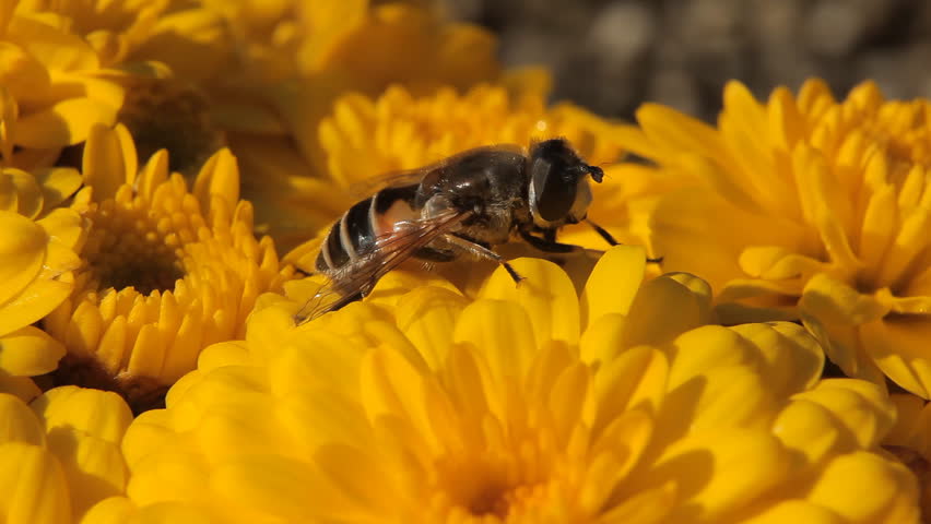 Macro, Beautiful Bumble-Bee Pollinating Wonderful Flower in Summer