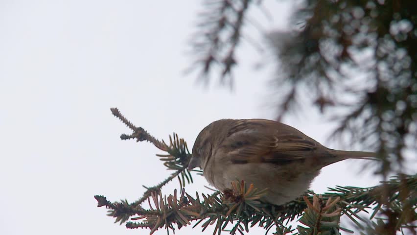 sparrow