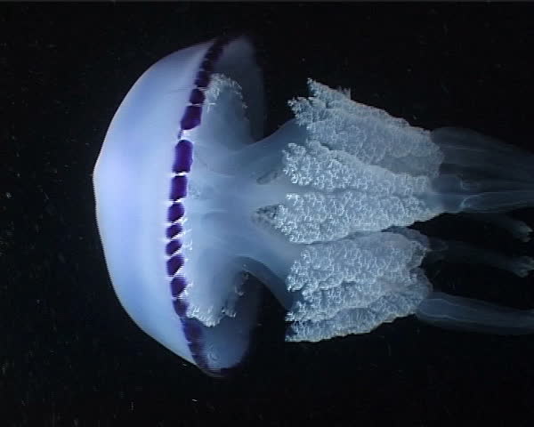 Aurelia Aurita Jellyfish (nighttime). Shot captured in the wild in the Mediterranean Sea (Italy) by 3CCD camera - PAL system. 