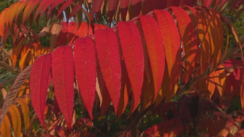 Sumac