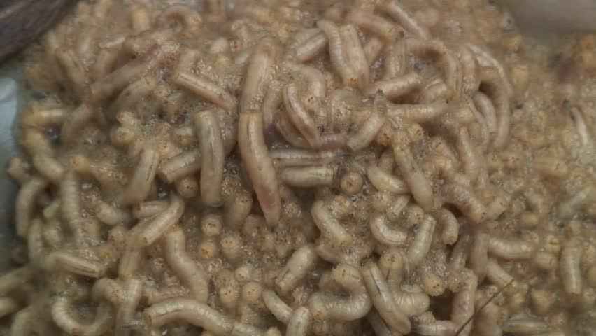Maggots