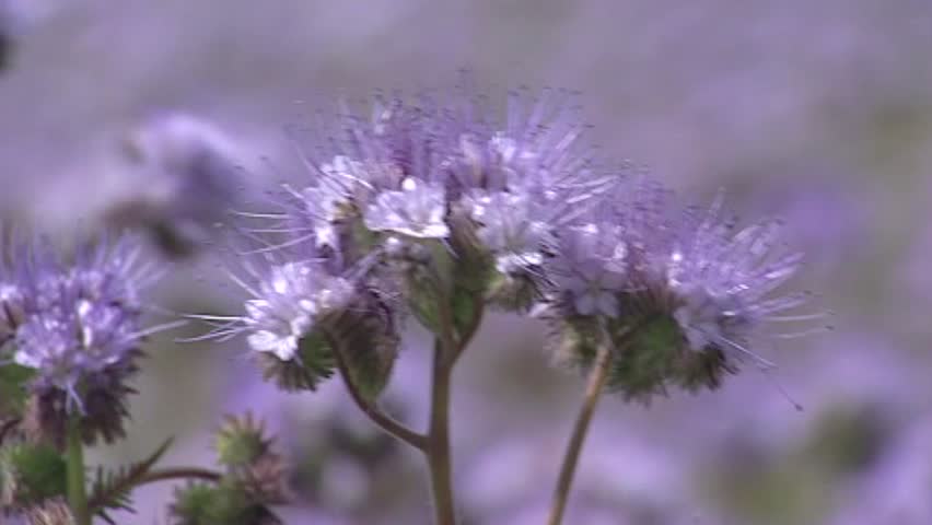 Field of Phacelia + honey bee, full screen. Phacelia attracts pollinators such as honey bees and other beneficial insects.