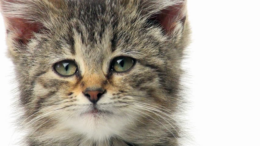 Cute tabby kitten sitting on white background