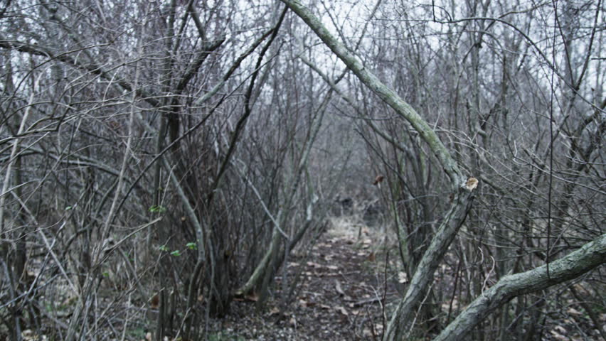 Suspenseful walk on narrow trail through woods with close barren trees (Handheld)
