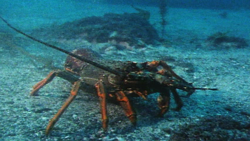 Red lobster