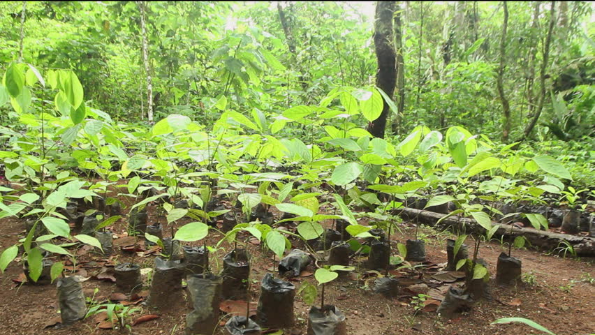 Mahogany seedlings (Swietenia macrophylla) for reforesting degraded land in the Ecuadorian Amazon