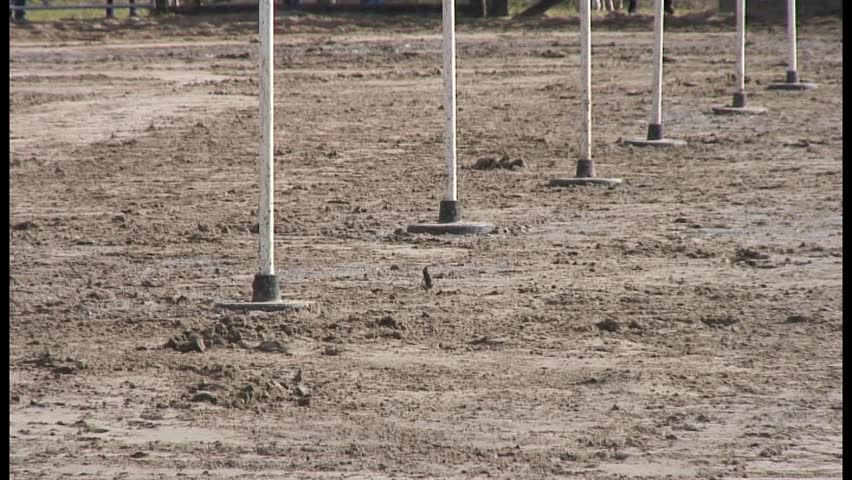 Horse and rider running poles. Thirty second clip.