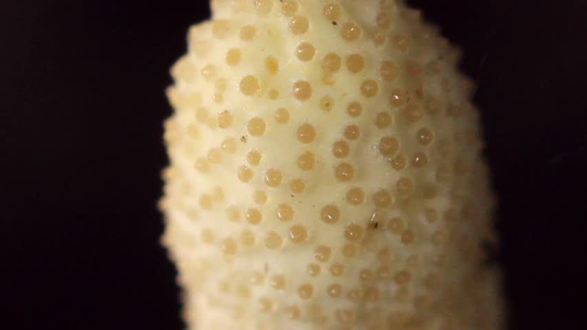 Fruiting body or stroma of a Cordyceps fungus expelling spores from the peritheca