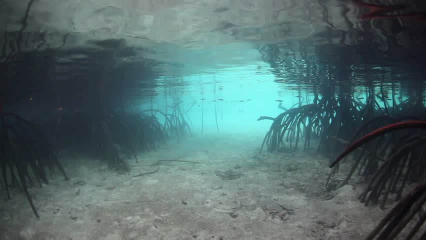 Prop roots from red mangrove trees (Rhizophora sp.) provide support for trunks and habitat for a variety of marine life in Raja Ampat, Papau, Indonesia.