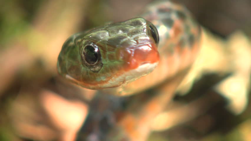 Rusty whipsnake (Chironius scurrulus) protruding its tongue