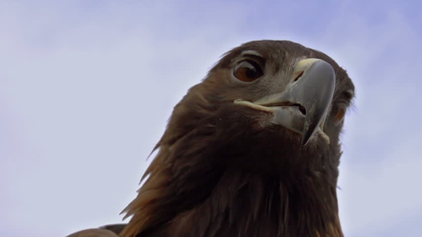 Predator hunting. Slow Motion at a rate of 480 fps. Saker falcon screams. Head close-up 