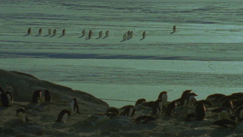 Emperor penguins and AdÃ©lie Penguin