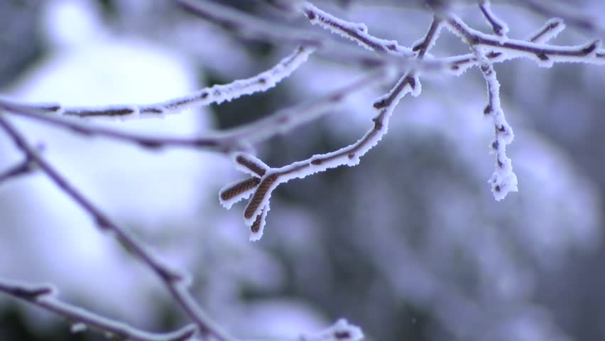 Frosted Branch