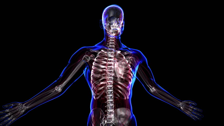 All human body systems. Transition body - skeleton - body. Loop