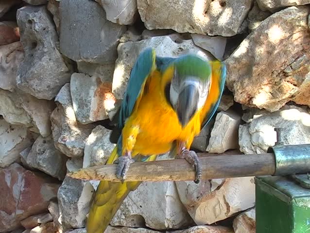 Parrot making feints