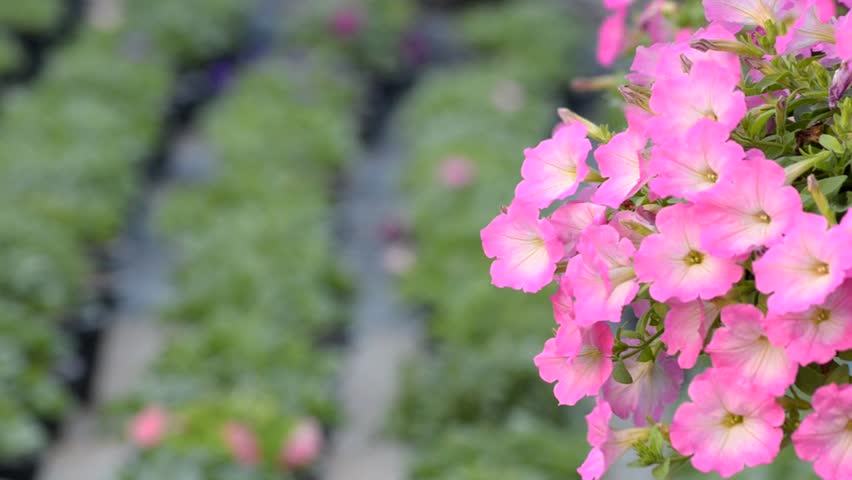 Petunia in the wind 
