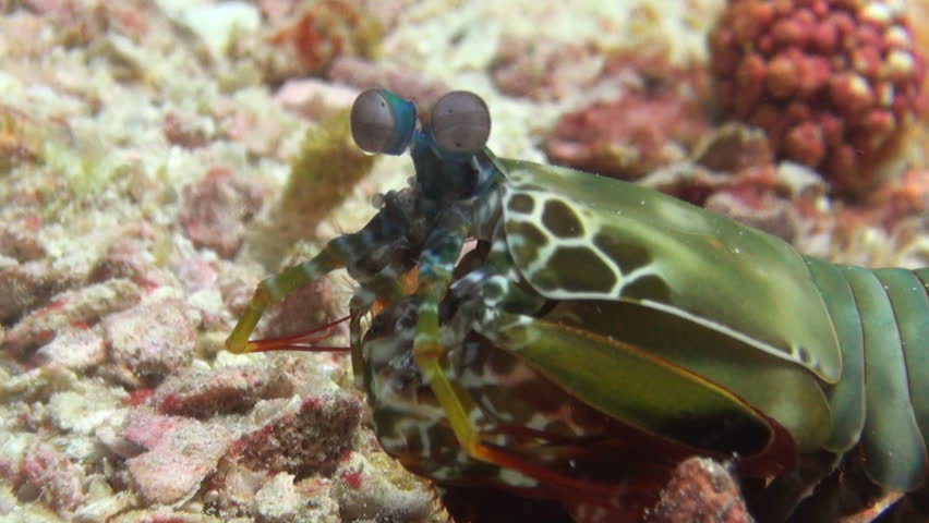 Mantis Shrimp Underwater, Clip 2 of 3
