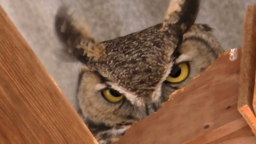 Great horned owl, with penetrating yellow eyes, ears flapping in wind, stares down a warning from perch atop wooden rafters, close up. 1080p