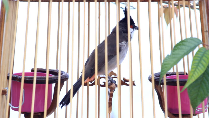 Red-whiskered Bulbul in the birdcage