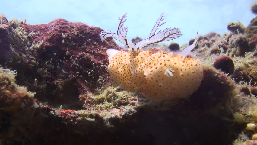 Rare shot of nudibranch mating, including penetration, Clip 1 of 5