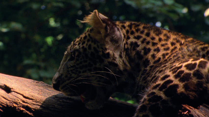Javan leopard