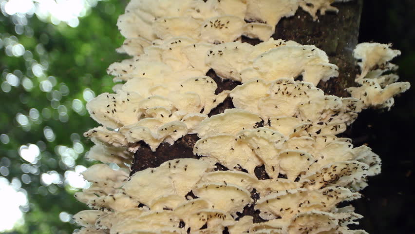 Fungi on a rotting tree trunk attended by fruit flies (Drosophila)