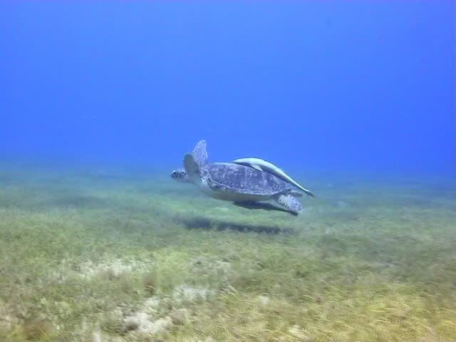 Amazing Red Sea Turtle eating and swimming in the Red Sea