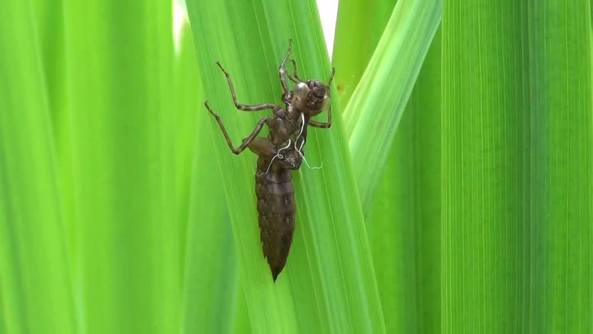 Aeshna (Aeshna cyanea)