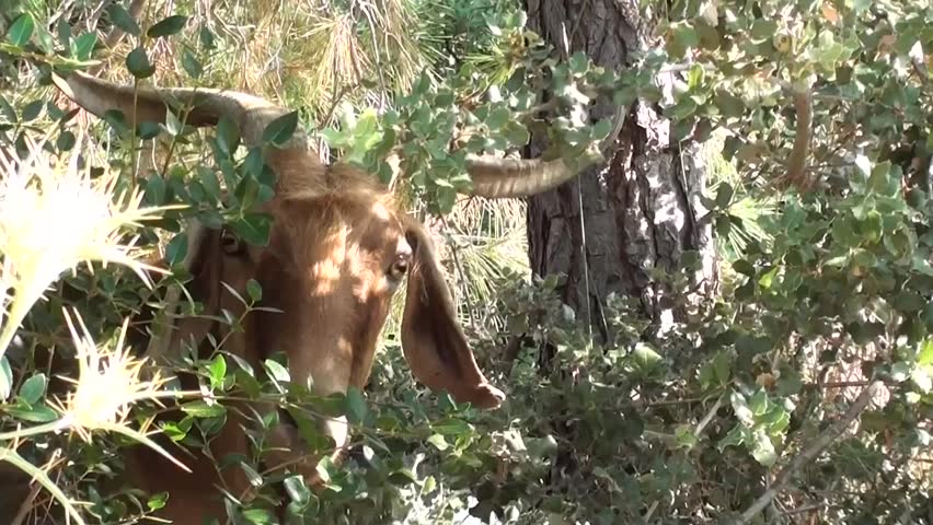 A goat getting out from the bushes