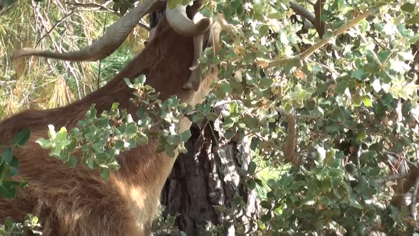 A goat feeding in the bushes, zoom in