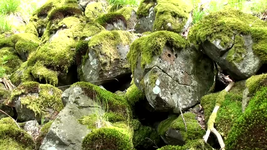 Lichen on granite stones