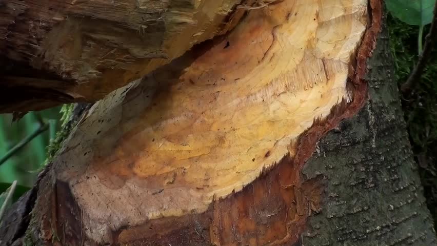 Beaver gnawing