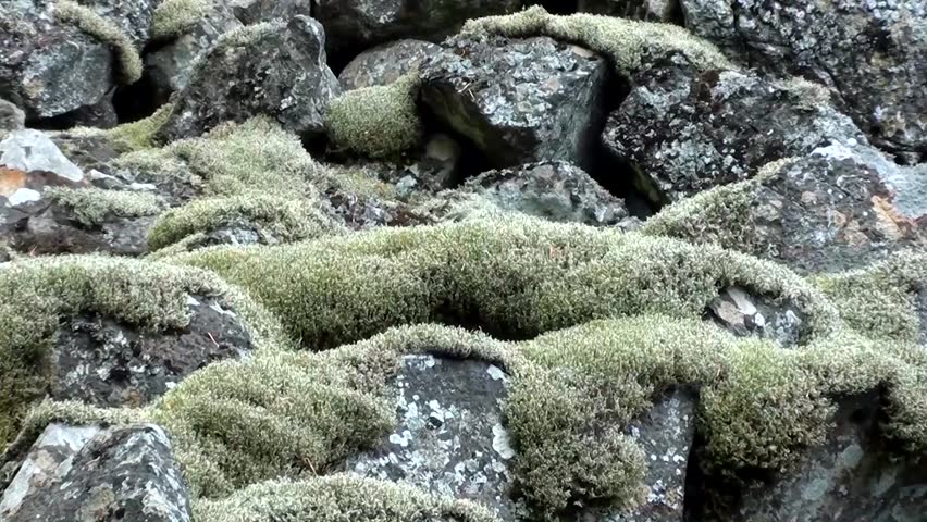 Lichen on granite stones