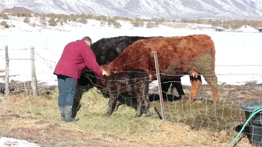 Woman farmer petting newborn calf cow zoom. Farm ranch with newborn calf and cows eating hay during winter. Black Angus mixed breed cattle. Gentleman ranching operation for self sufficiency. 