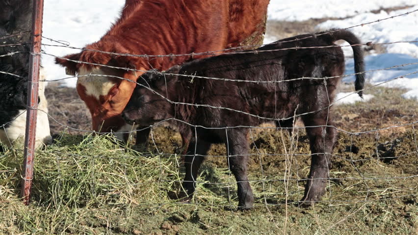 Newborn two day old calf bull by mother cow. Farm ranch newborn calf and cows eating hay during winter. Black Angus mixed breed cattle. Gentleman ranching operation for self sufficiency.