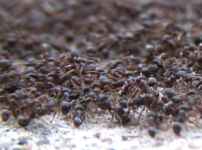Colony of ants