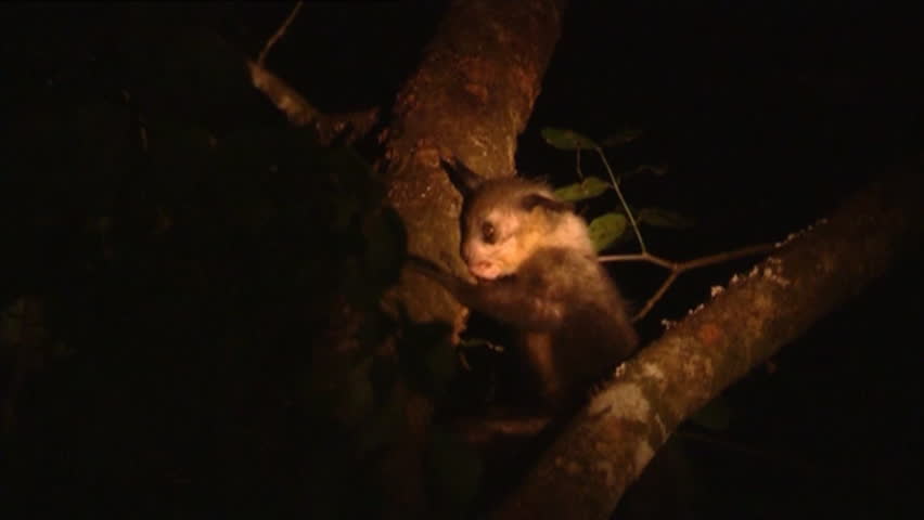 Aye Aye in tree 15 (searching for grubs) w/s zoom MCU