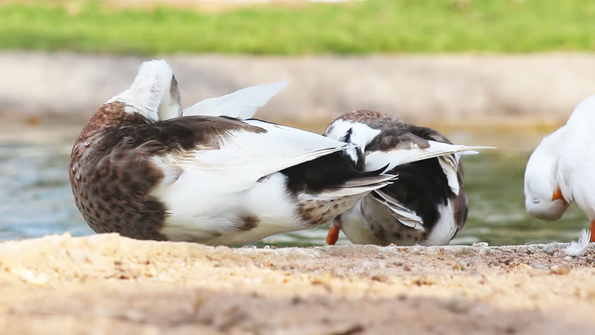 Duck in the farm